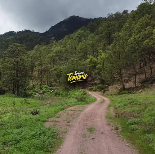 Árboles Petrificados